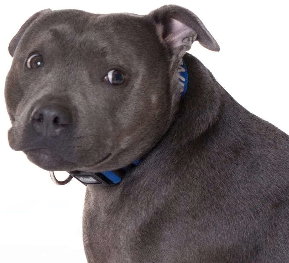 dog behaviour training Sydney
