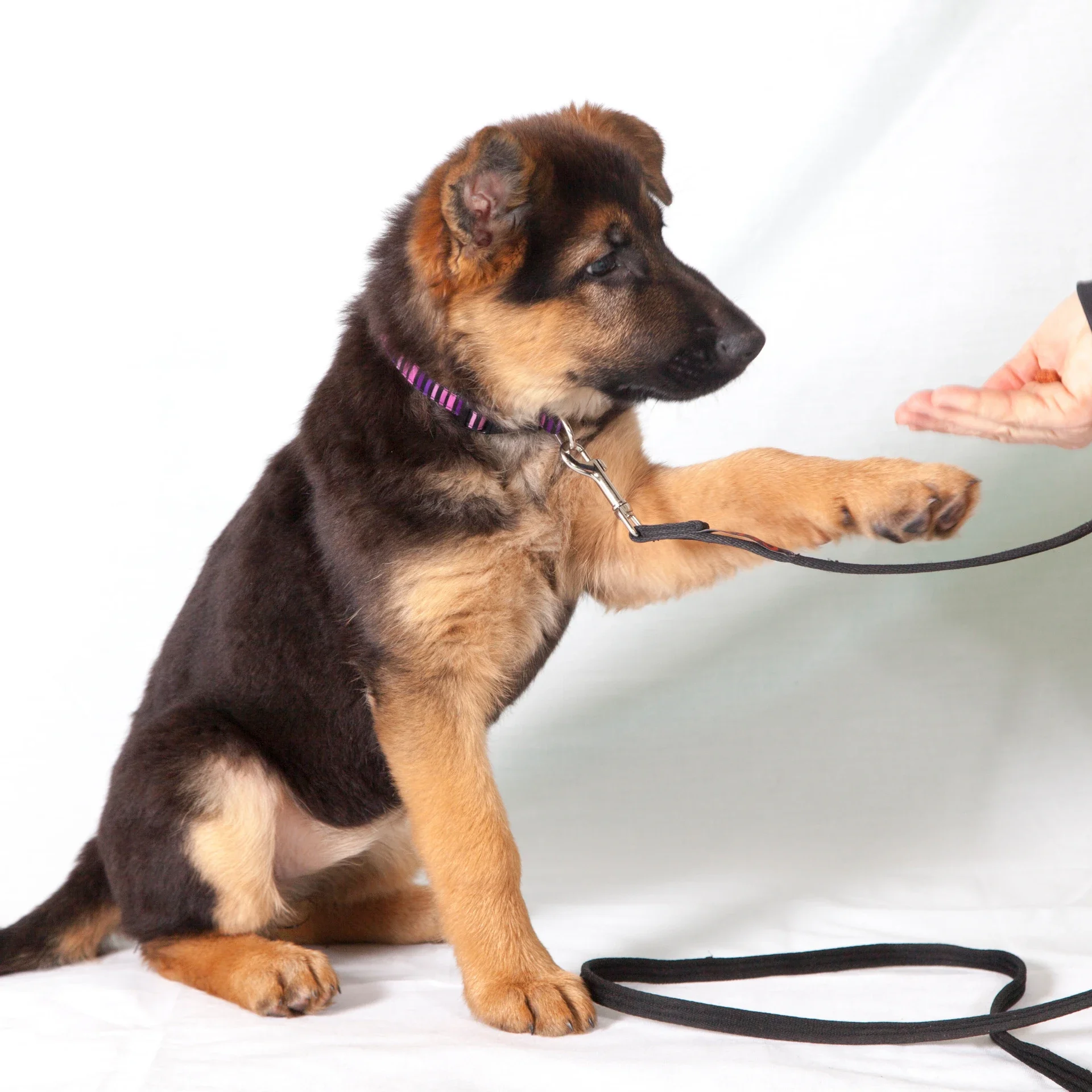 Puppy Pre-School Sydney