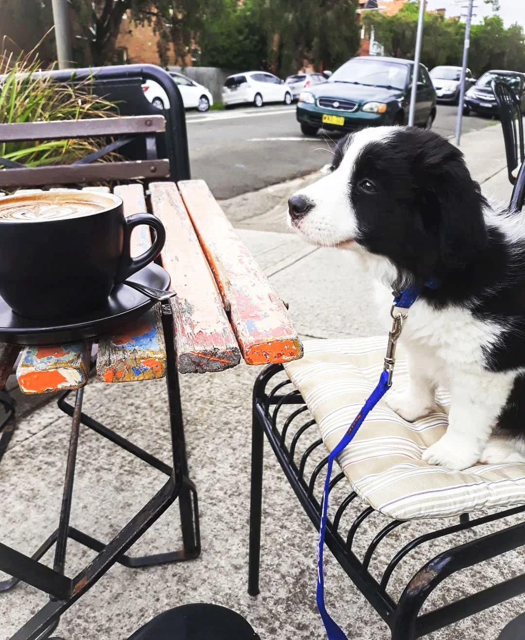 Puppy Preschool in Leichhardt