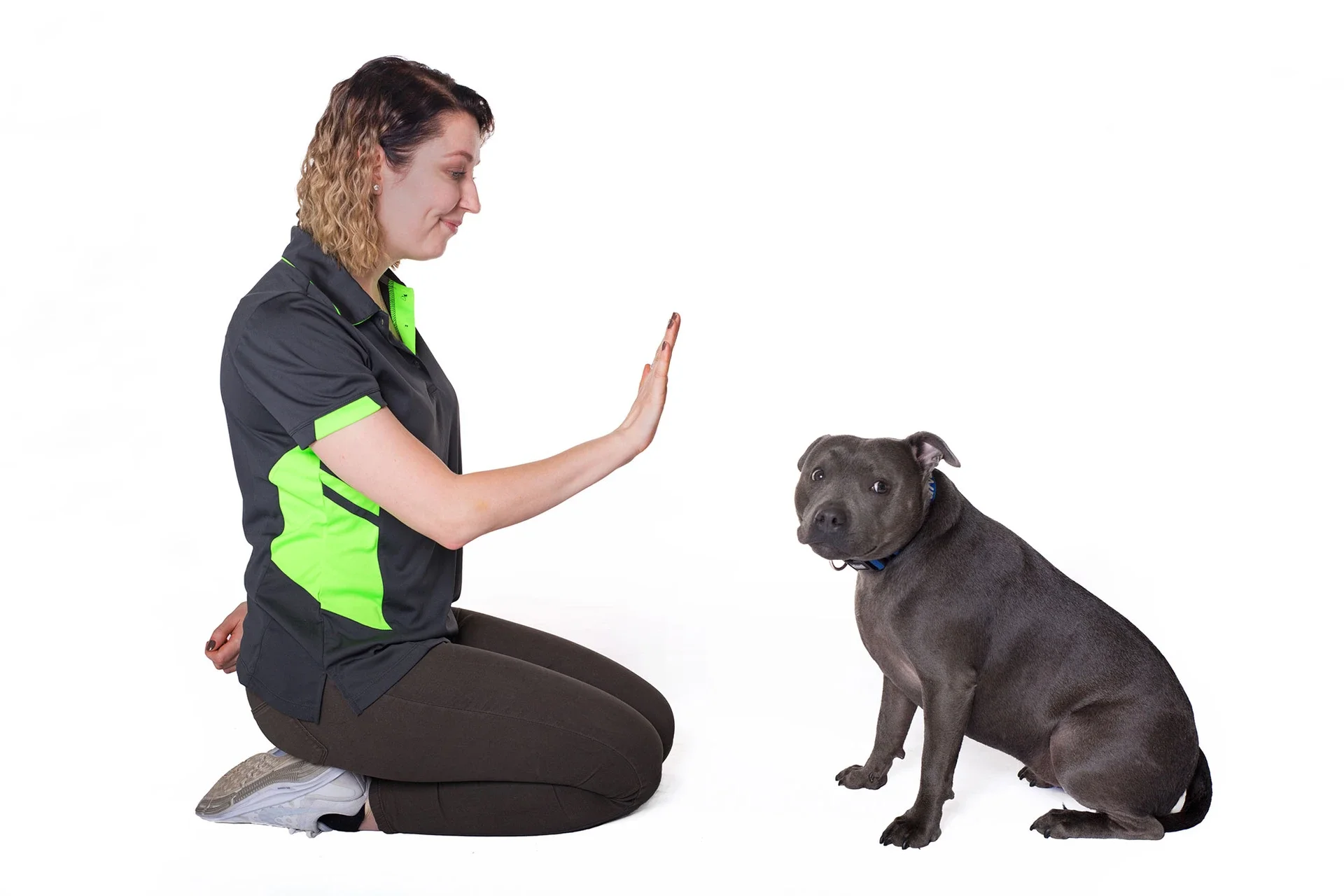 Basic obedience class inner west Sydney