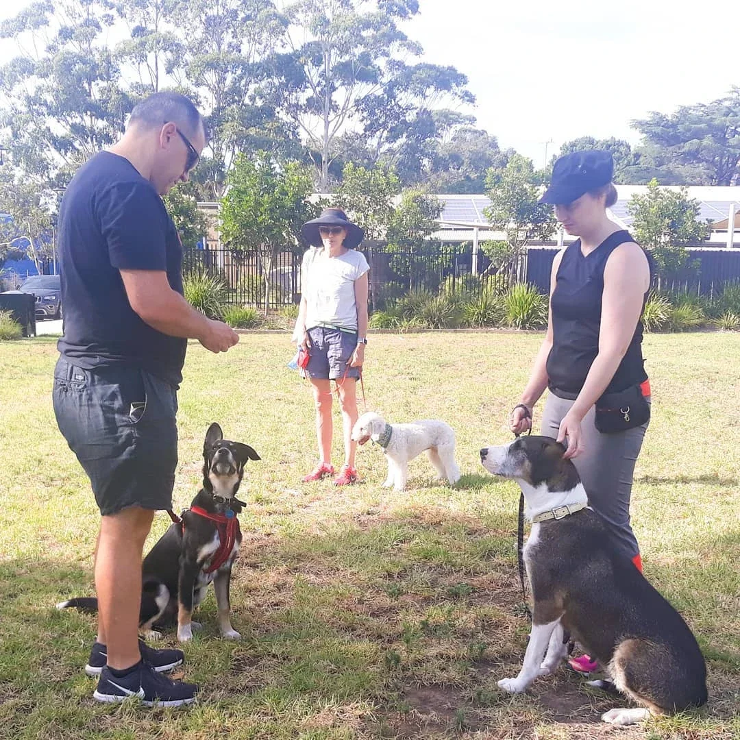 dog manners course Sydney