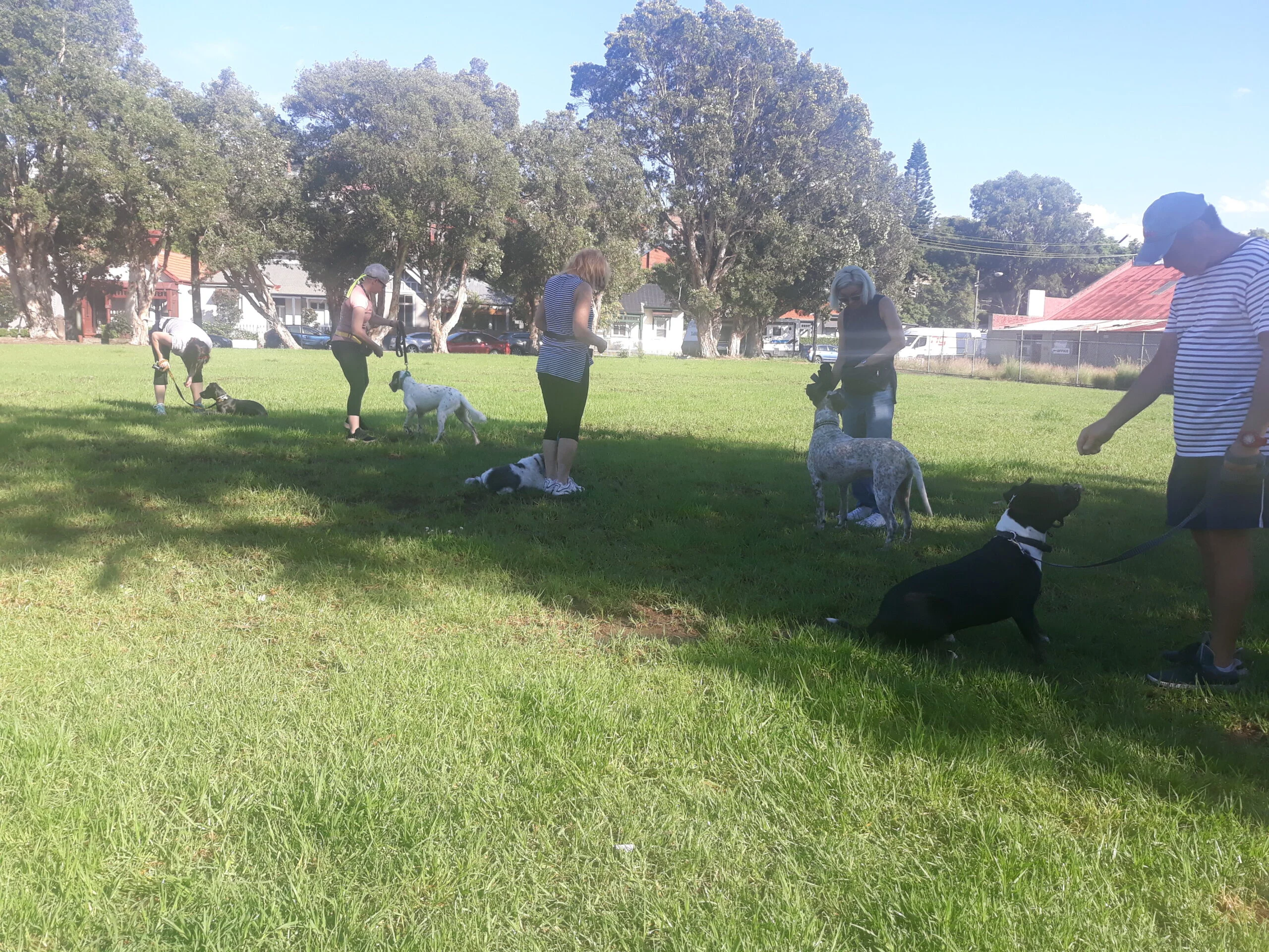 dog manners class Sydney