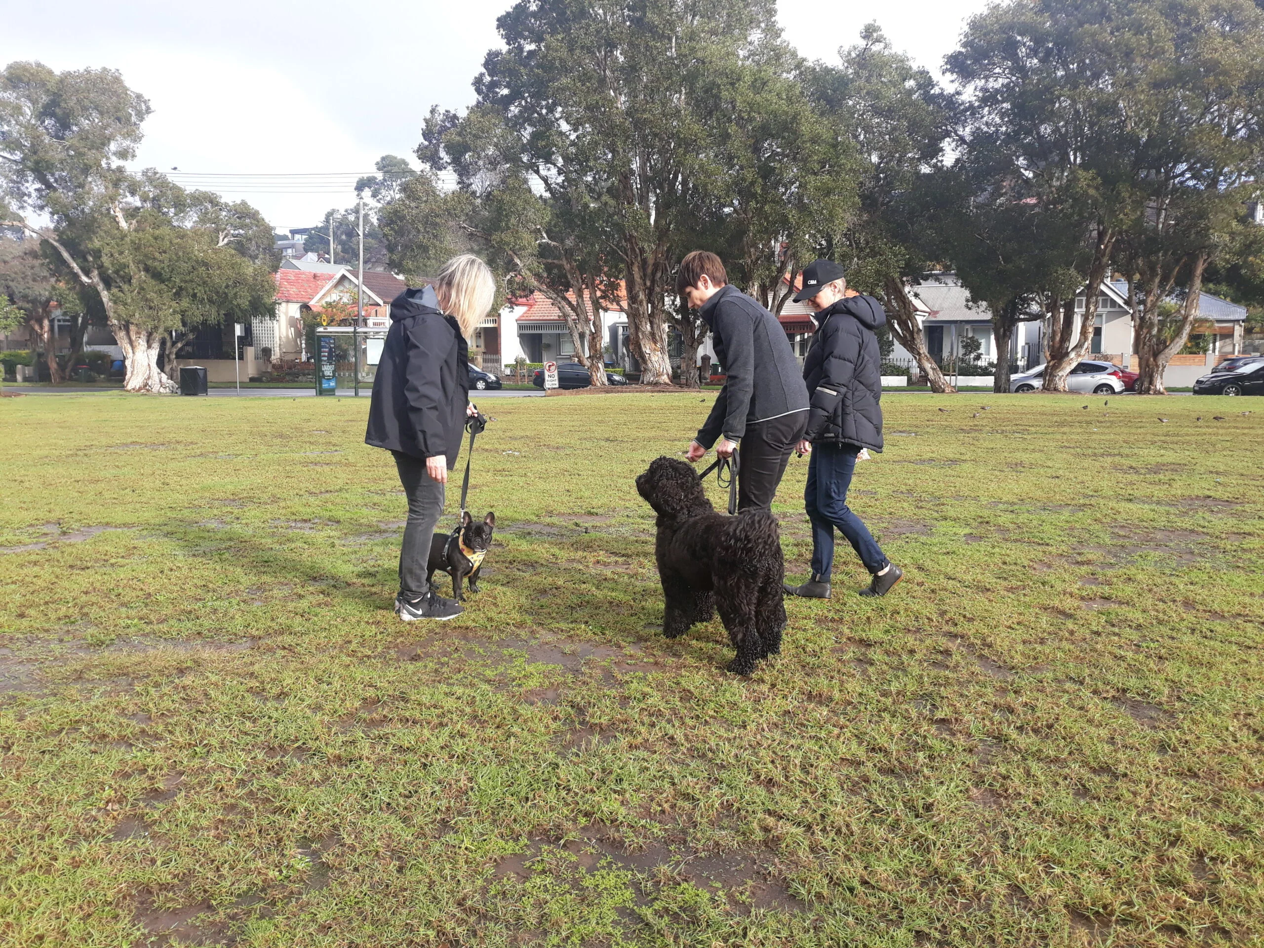 obedience class Sydney