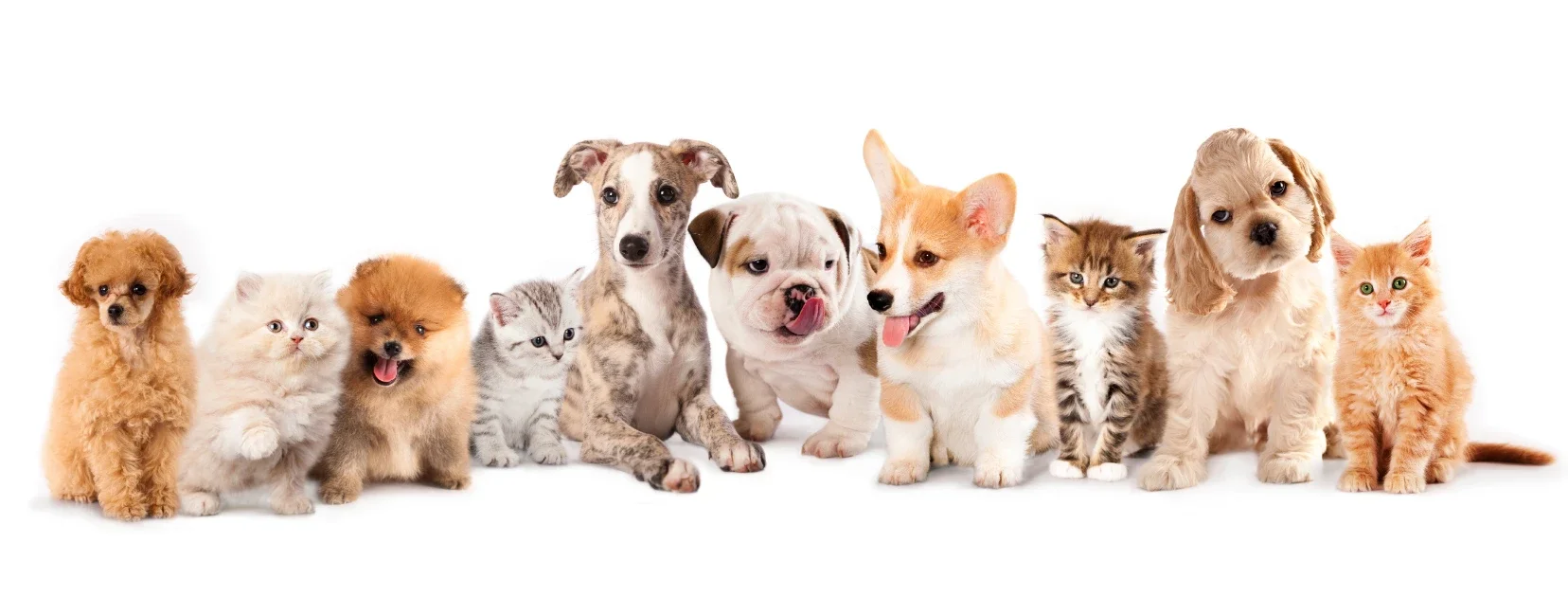 Dog Trainer Queens Park