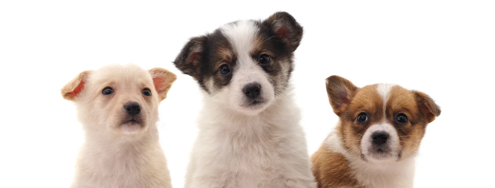 Puppy Classes Sydney