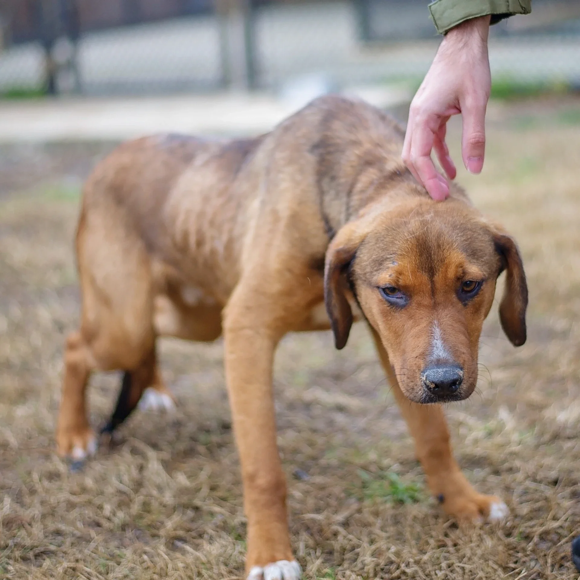 Experienced Dog Trainer Newtown