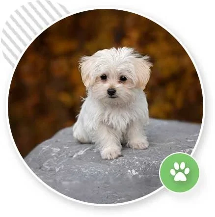 puppy obedience class near me