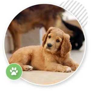 Puppy Home Training Visit