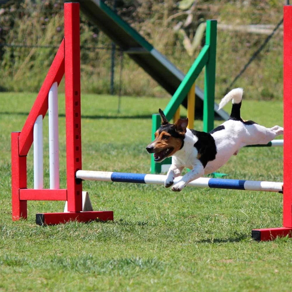 dog agility sydney