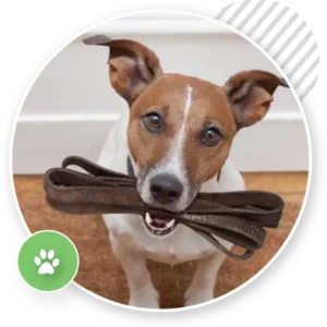Home Training Package 3 Lessons