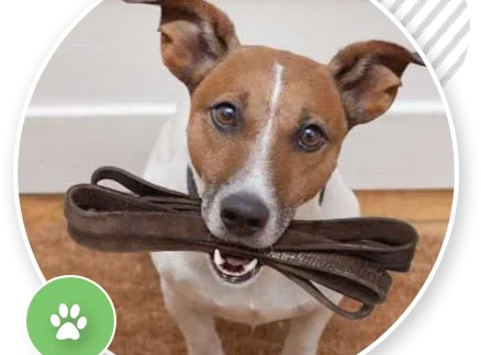 dog agility trainer