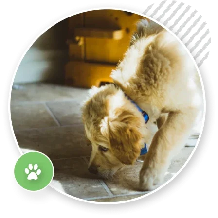 online puppy training course