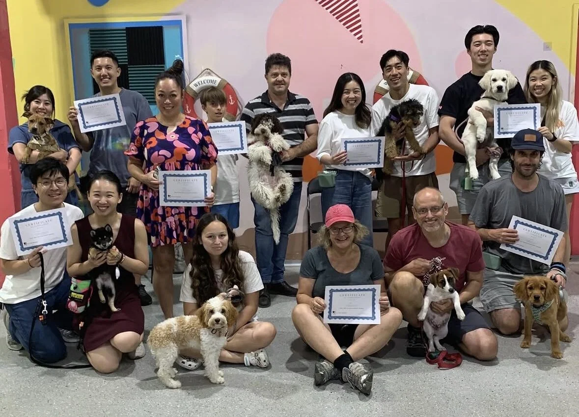 Teen dog class Sydney Eazy Dog Training