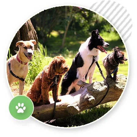 BECOME A PROFESSIONAL DOG TRAINER – PROGRAM