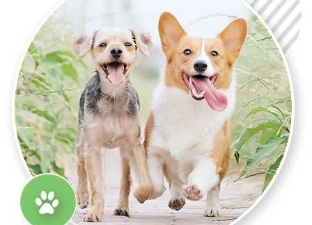 Dog Trainers Sydney