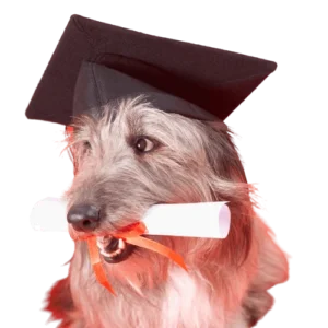 40h Dog Trainer Shadow Program