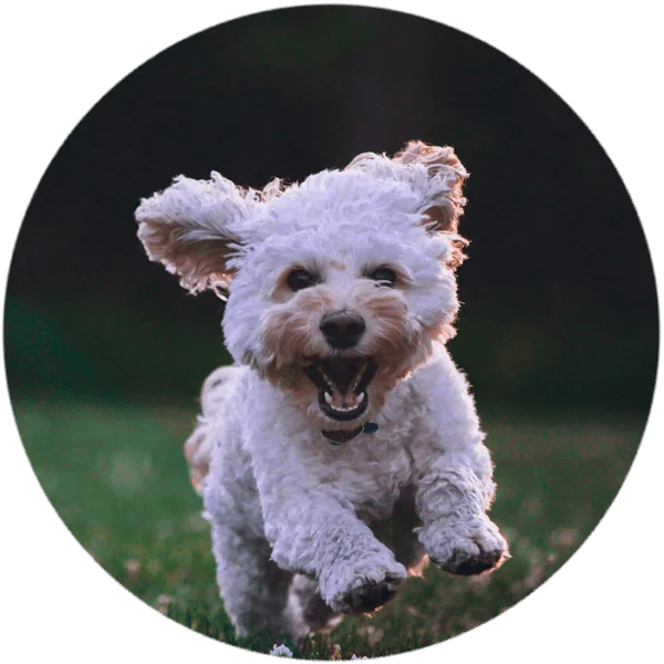 Happy dog illustration