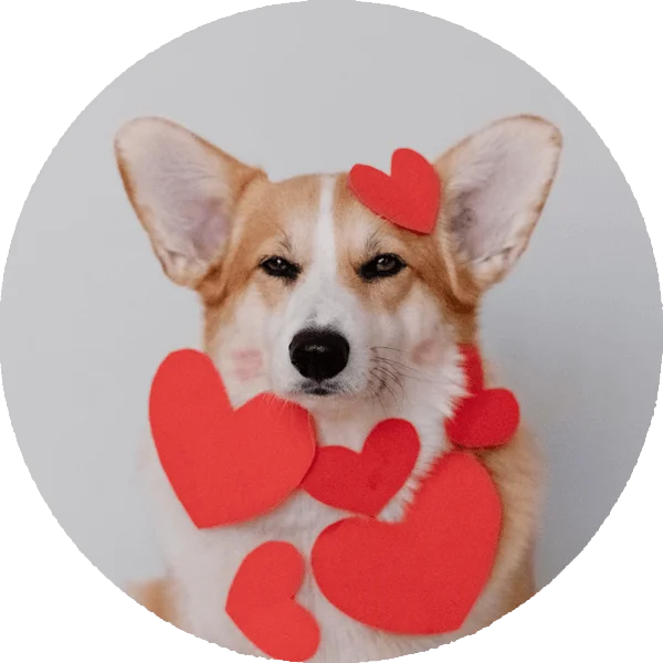 Positive Reinforcement dog trainer