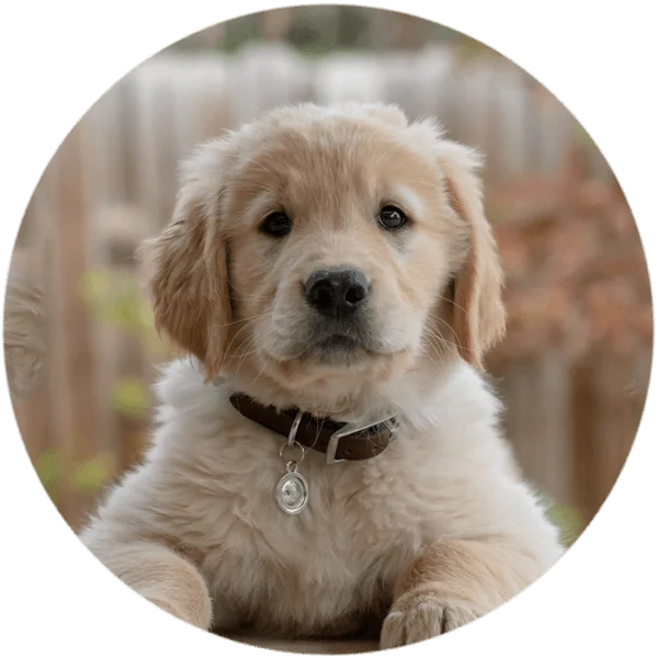 Dog training class location at Sydney
