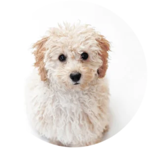 Happy dog illustration
