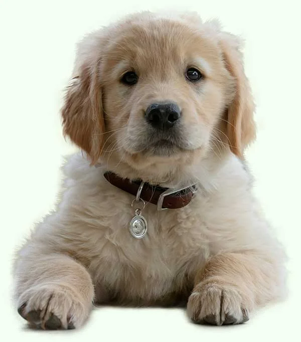 in-home puppy training