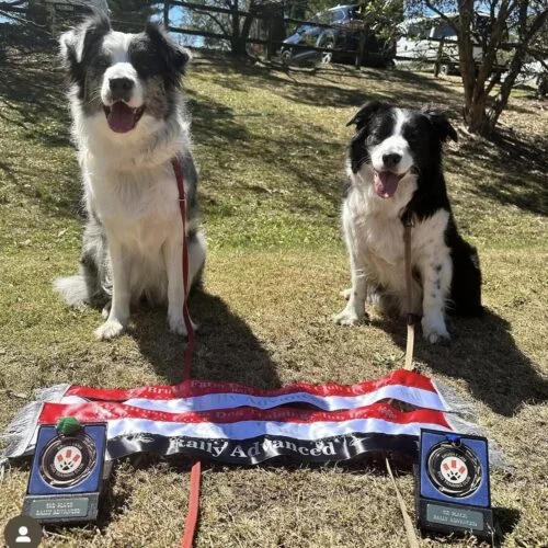 Dog agility training
