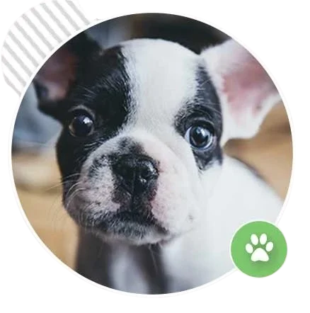 Puppy class training session