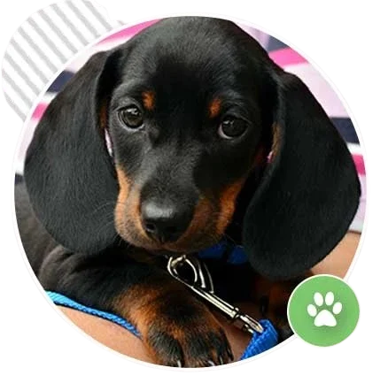 Black and tan Dachshund