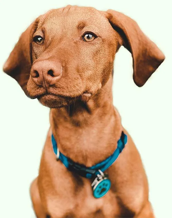 Hungarian Vizsla