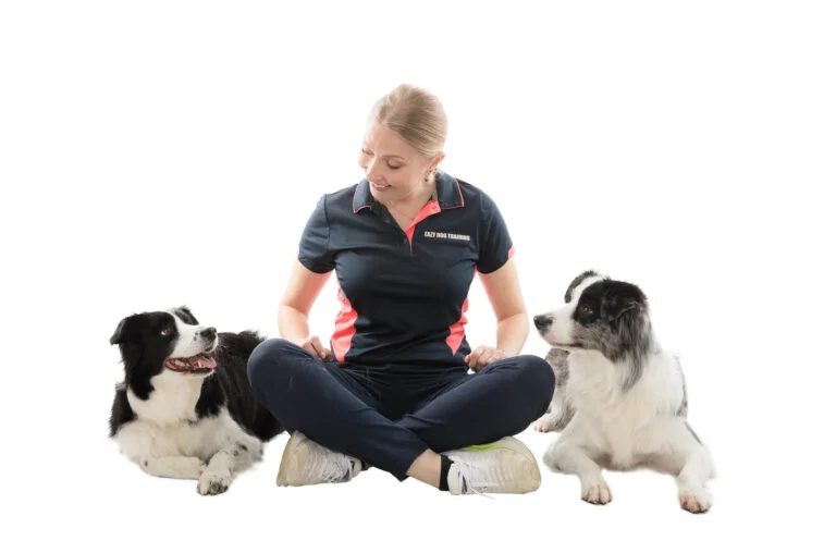 Dog practicing obedience training outdoors