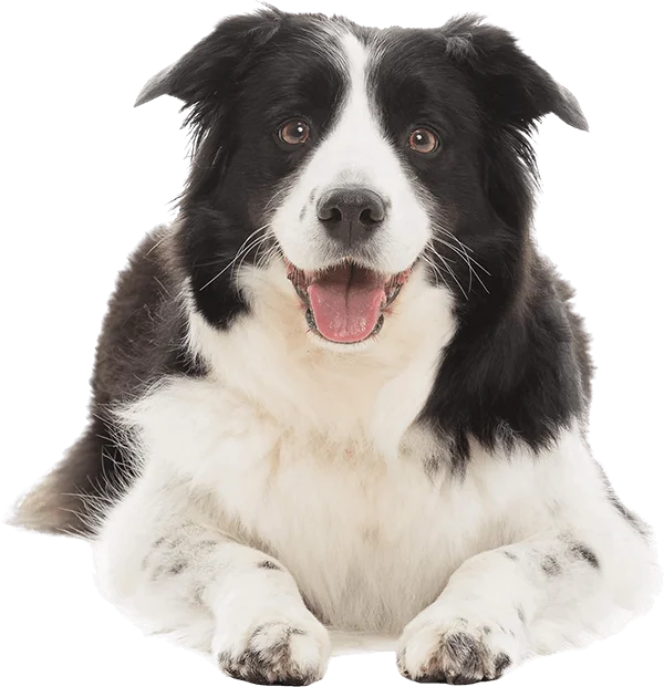Dog trainer working with a Border Collie outdoors