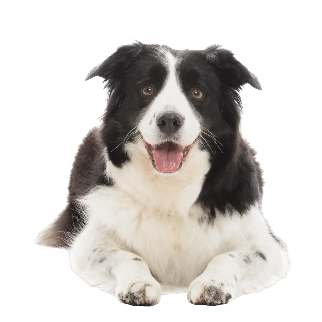dog training