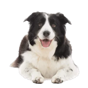 4-Week Canine Nosework Class – Special Price for This Class Only!