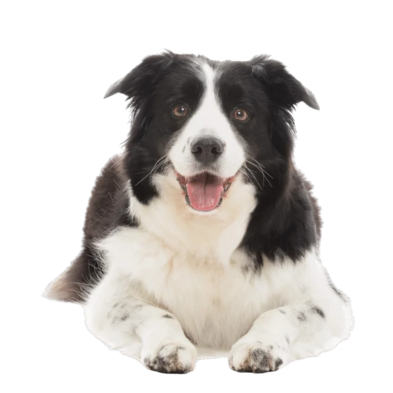dog training