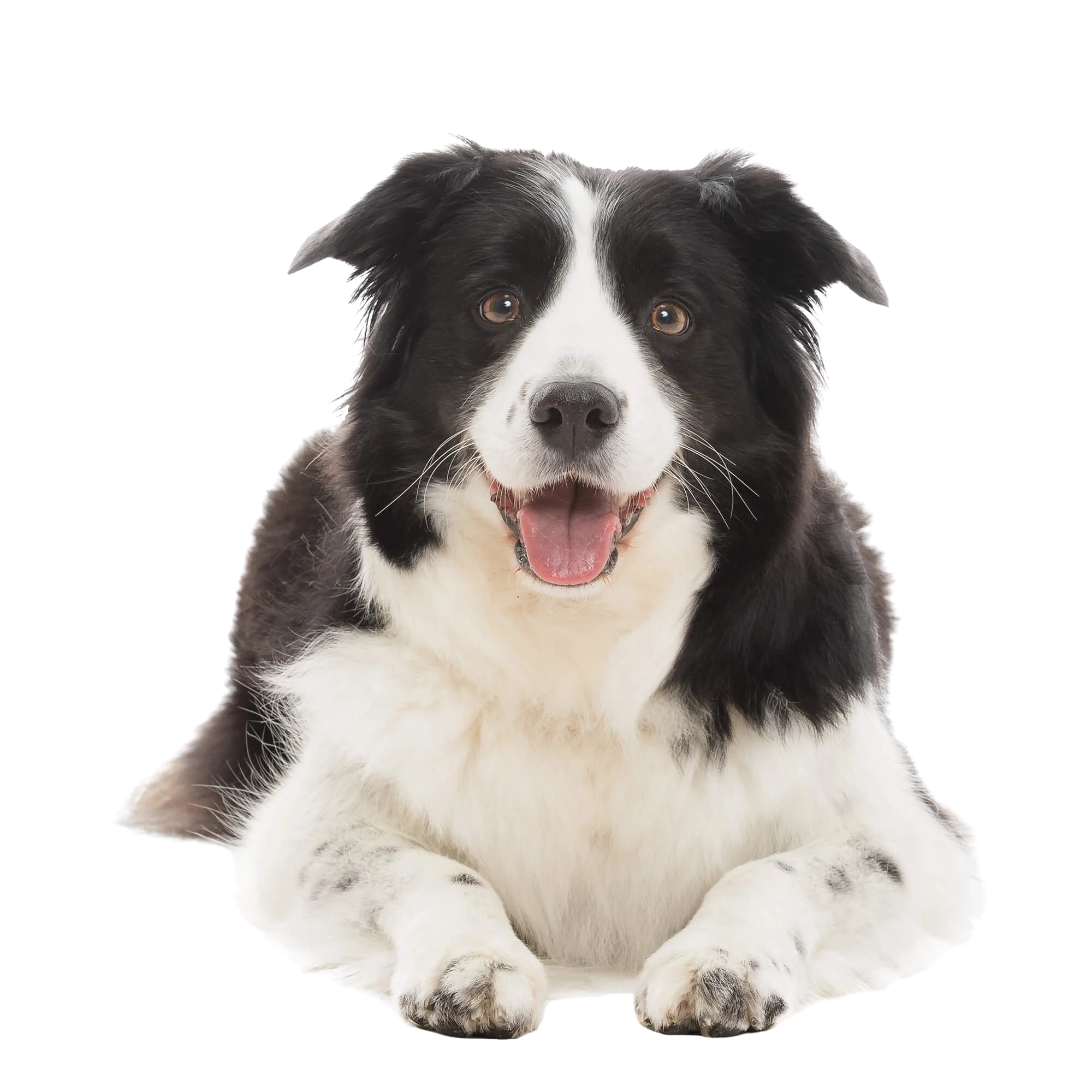 dog training