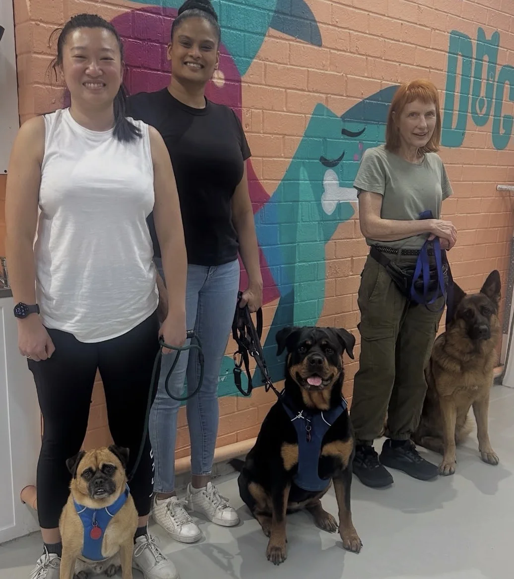 k9 nosework class Sydney