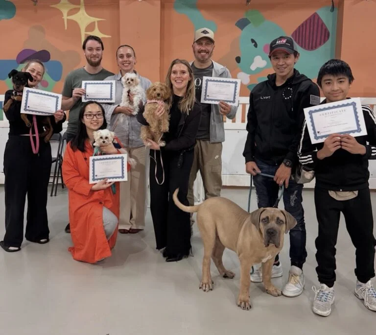 Puppy school Zetland