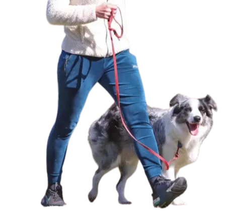 leash training class Sydney